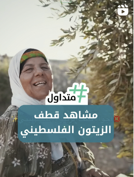 مشاهد  قطف الزيتون في سهول فلسطين