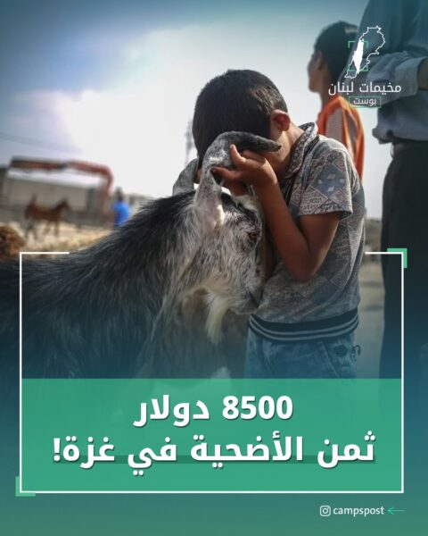 ثمن الأضحية في غزة!!