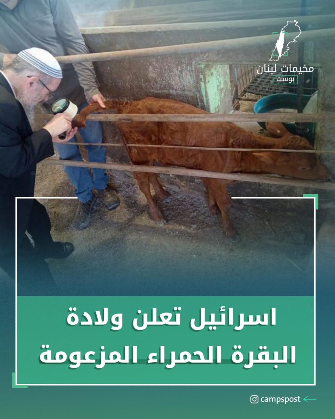ولادة البقرة الحمراء المزعومة