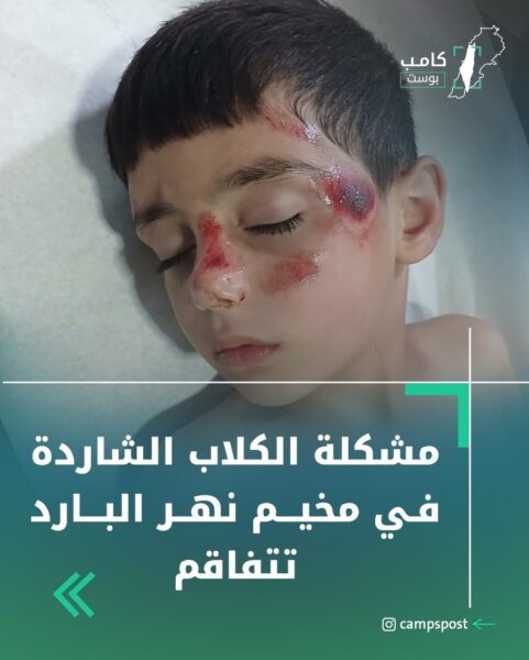 مشكلة الكلاب الشاردة في مخيم نهر البارد تتفاقم