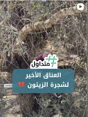 العناق الاخير لشجرة الزيتون