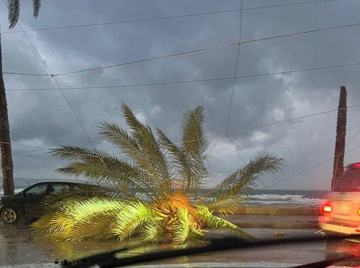 صورة متداولة 


سقوط شجرة نخل كبيرة عند الكورنيش الجنوبي لمدينة…