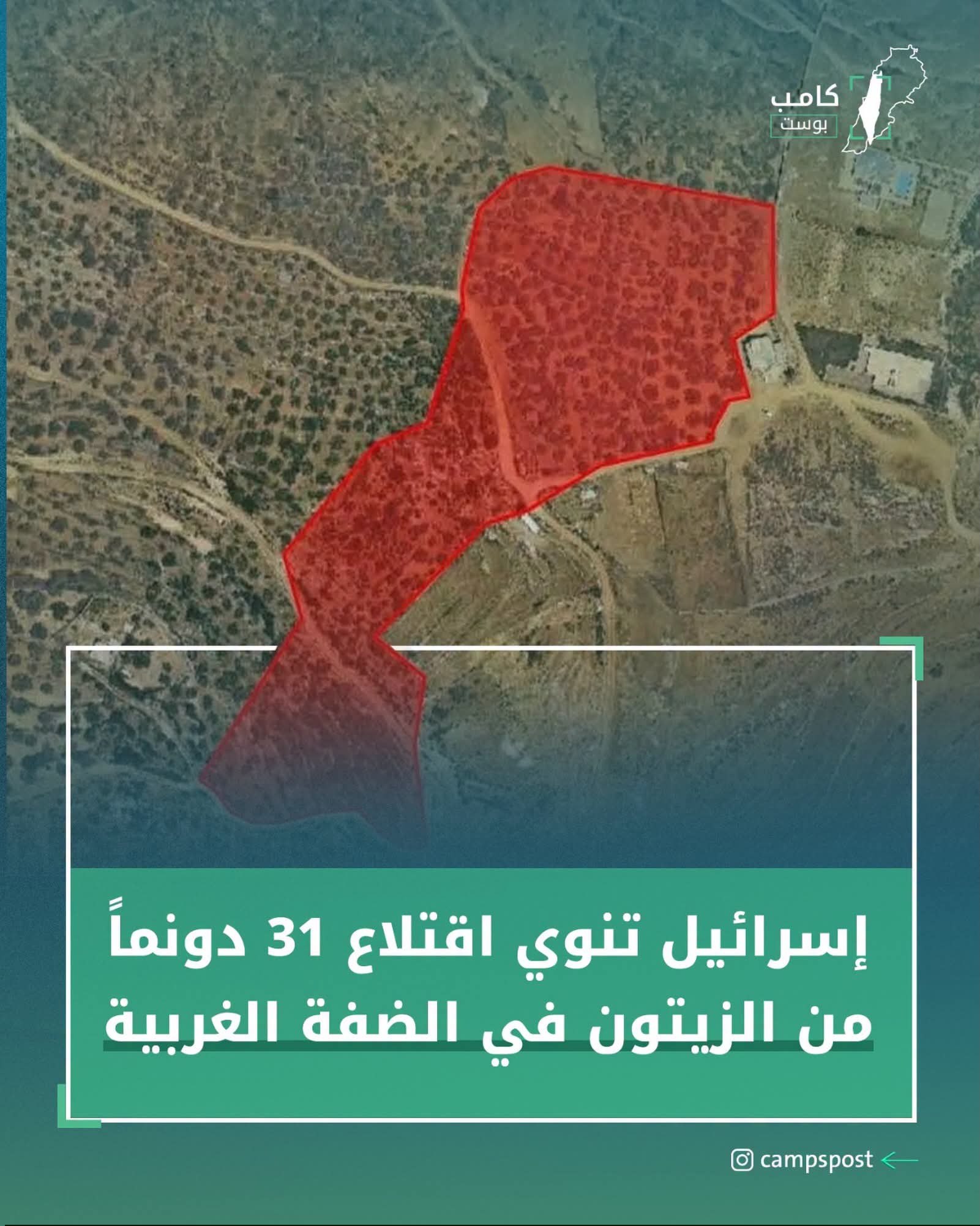 أقر الجيش الإسرائيلي اقتلاع 31 دونماً من أشجار الزيتون في…